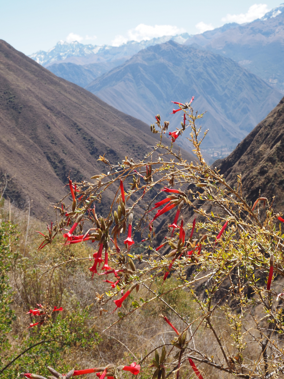 Cantuta flower