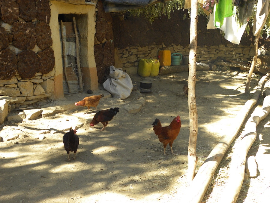 Picture of chickens