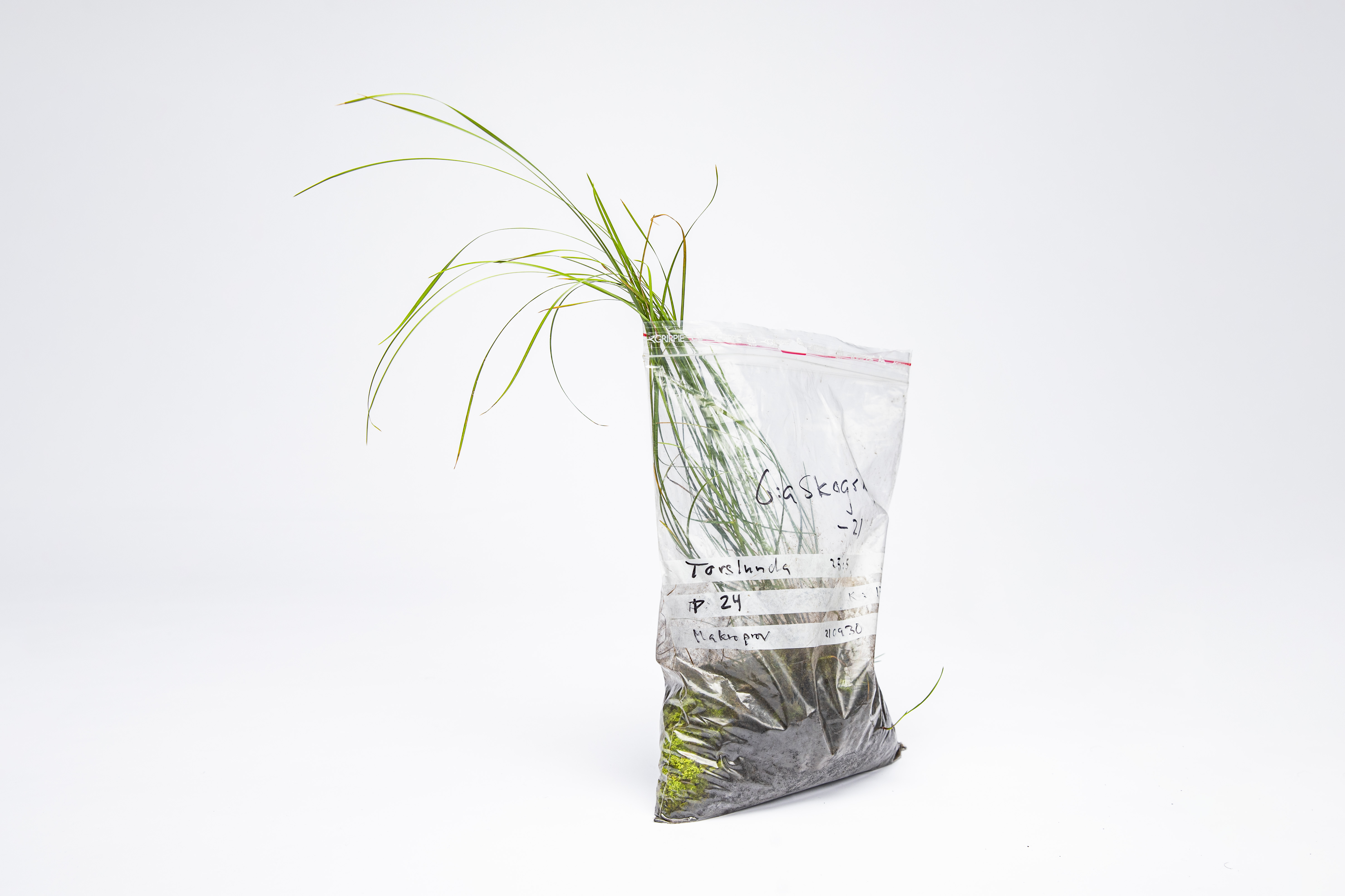 Grass growing in plastic bag