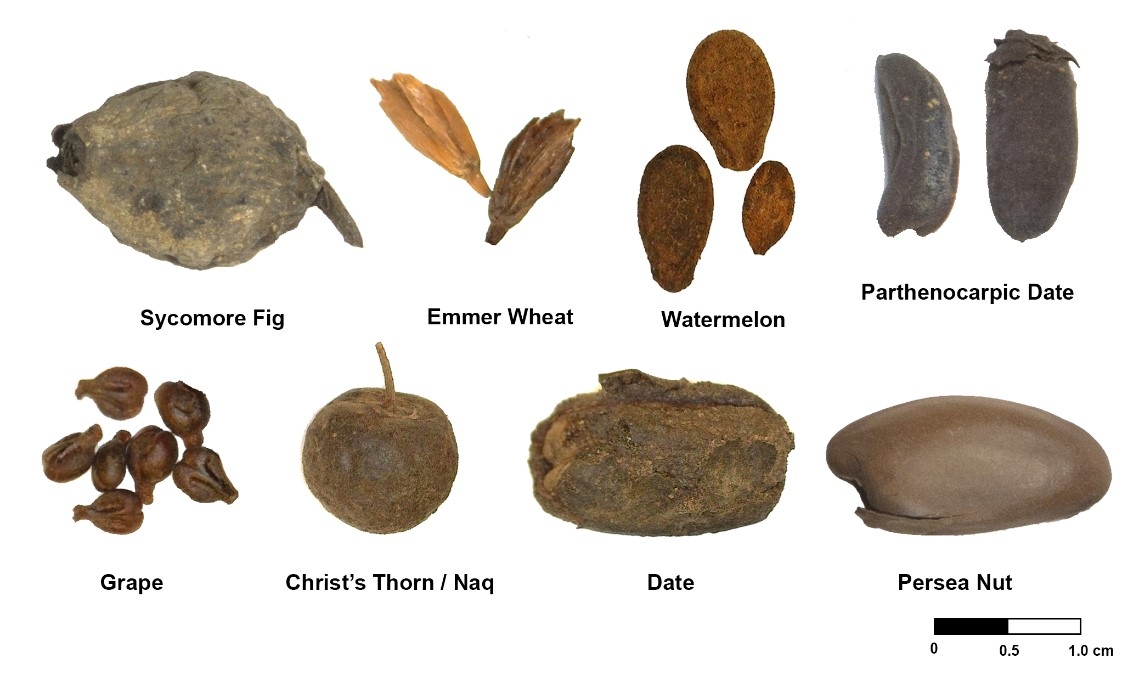 plant biodiversity